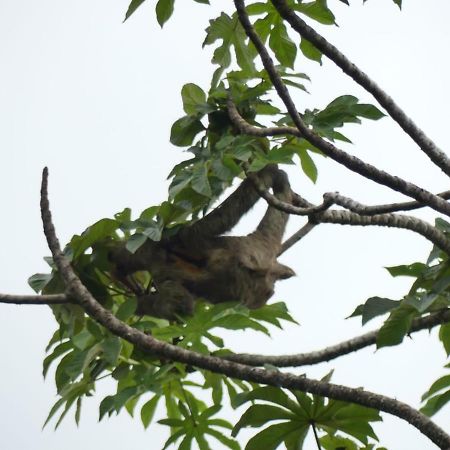 Panama Eco Resort Tierra Oscura Екстер'єр фото