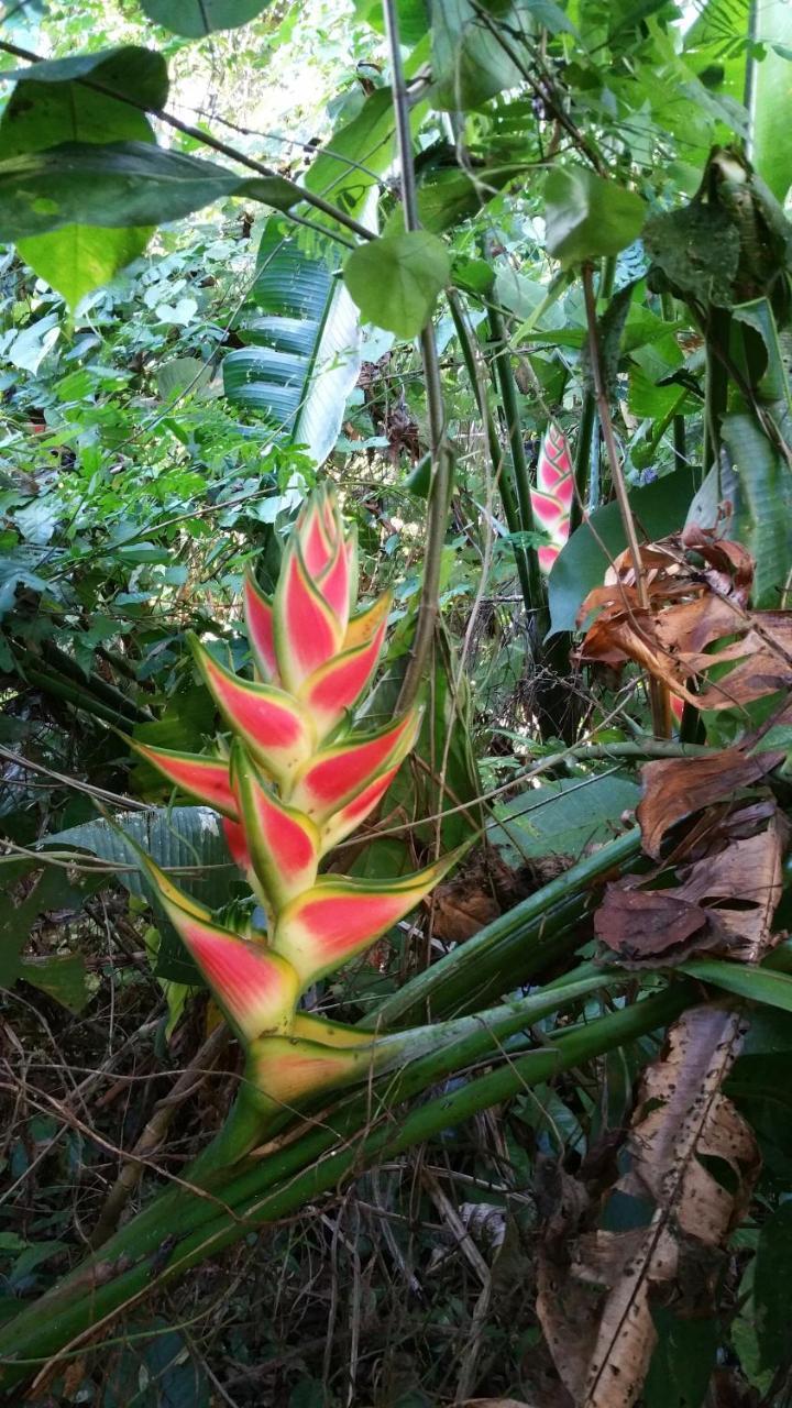 Panama Eco Resort Tierra Oscura Екстер'єр фото